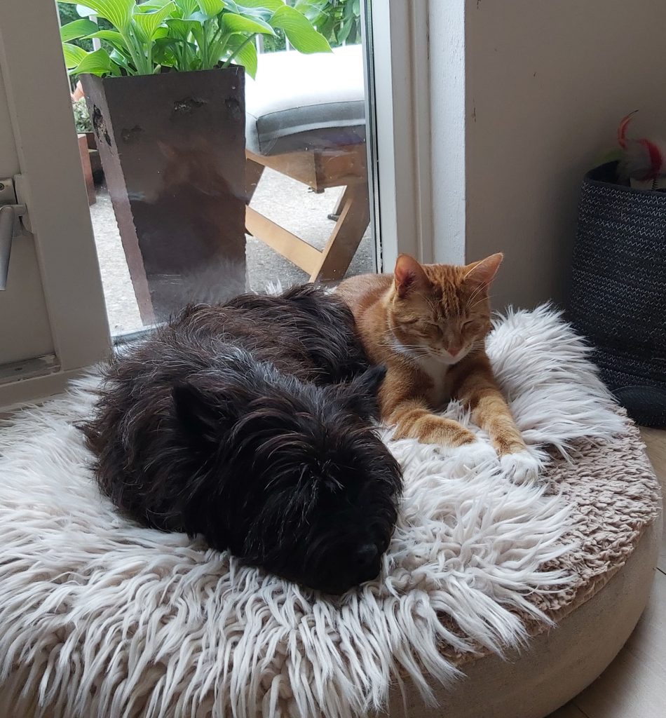 Cairn Terrier Splinterhill's Top Secret