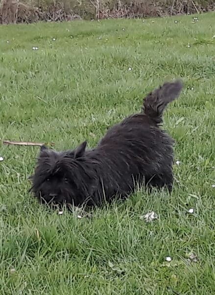 Cairn Terrier Splinterhill's Top Secret