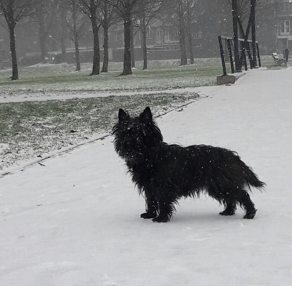 Cairn Terrier Splinterhill's Top Secret