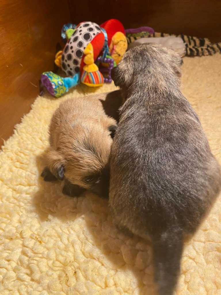 Splinterhill Cairn Terrier pups