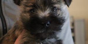 Splinterhill Cairn Terriers