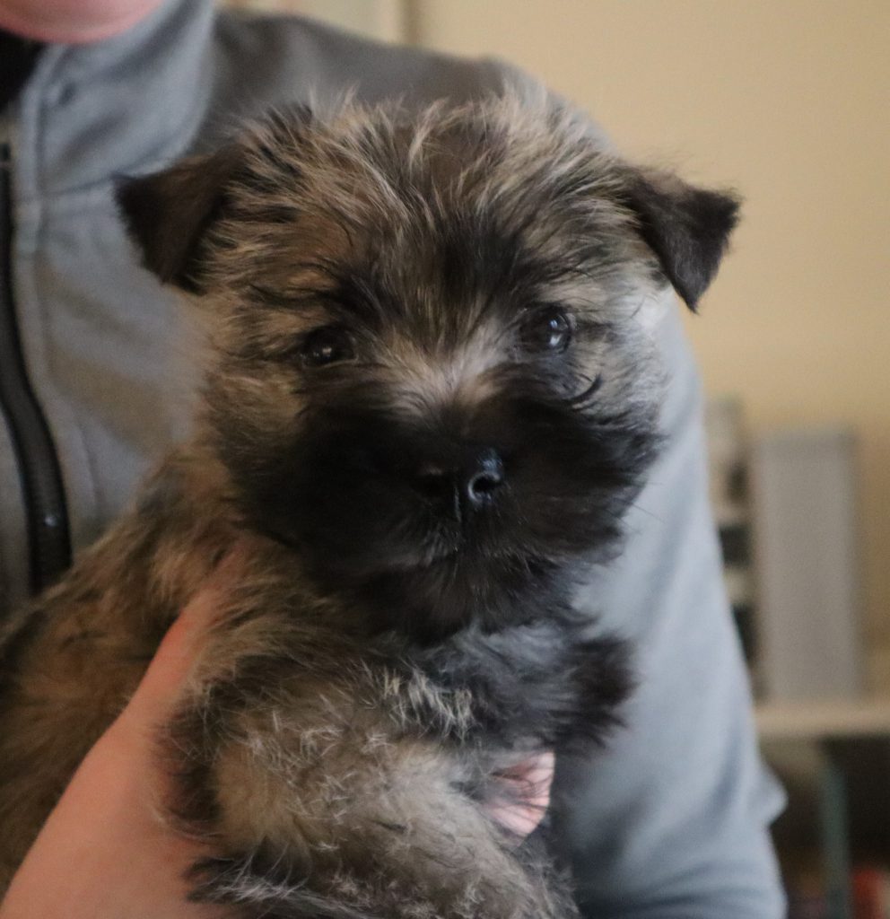 Splinterhill Cairn Terriers