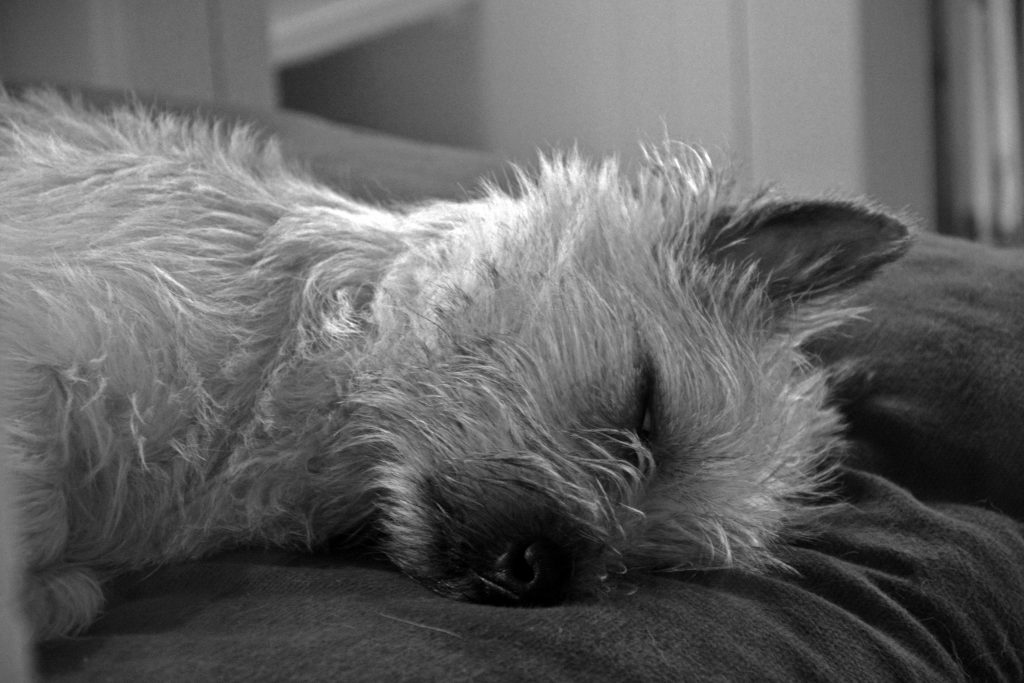 Cairn Terrier Splinterhill's Queen's for Life