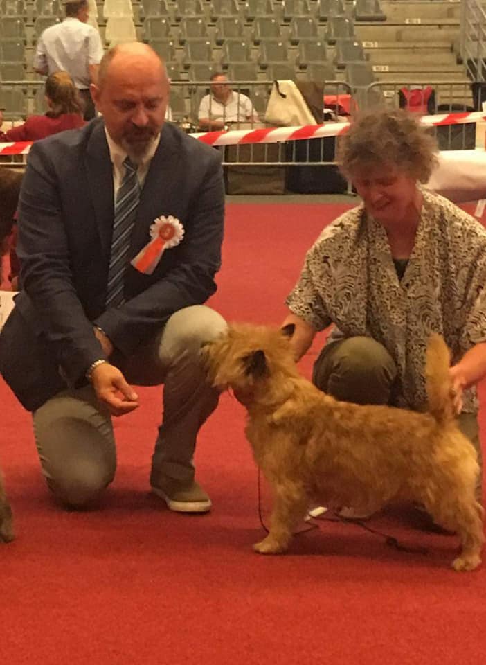 Cairn Terrier Splinterhills Dutch Lommel 2019