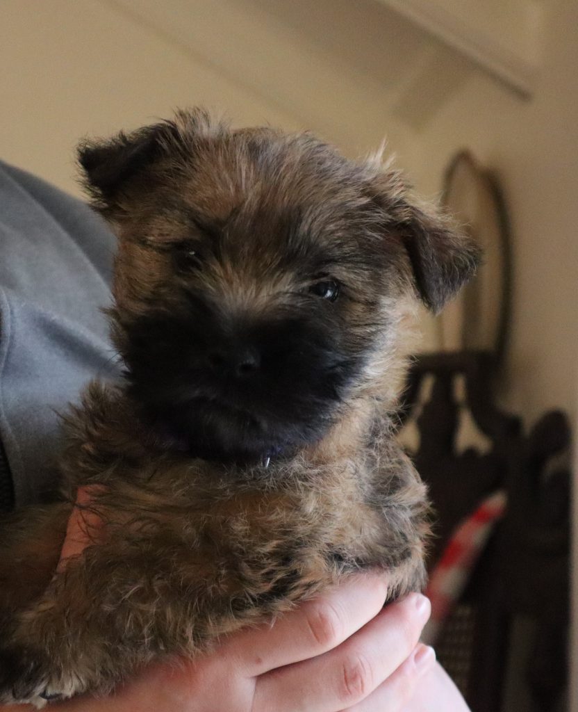 Splinterhill Cairn Terriers