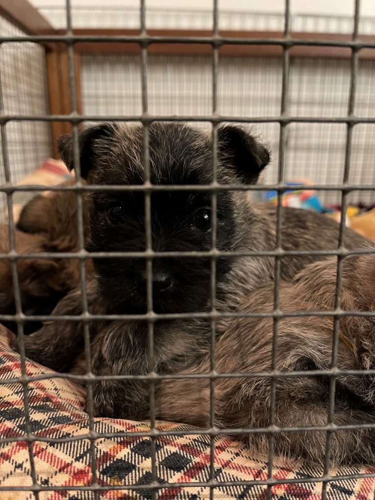 Splinterhill pups Nibb-it