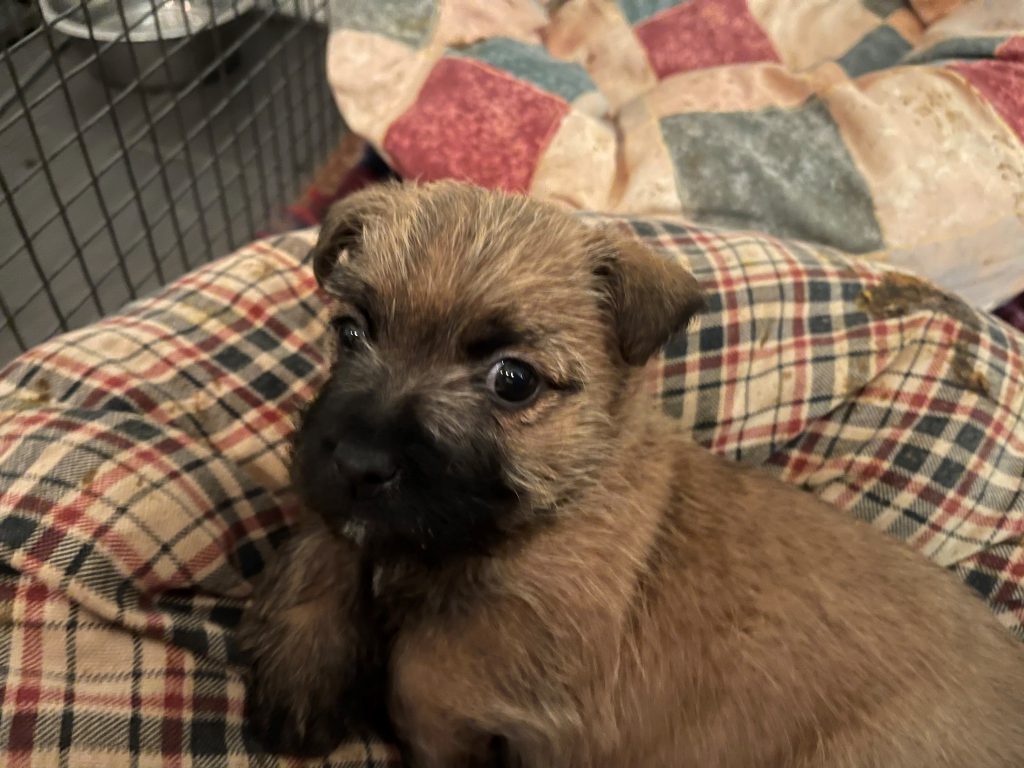 Splinterhill pups Nibb-it