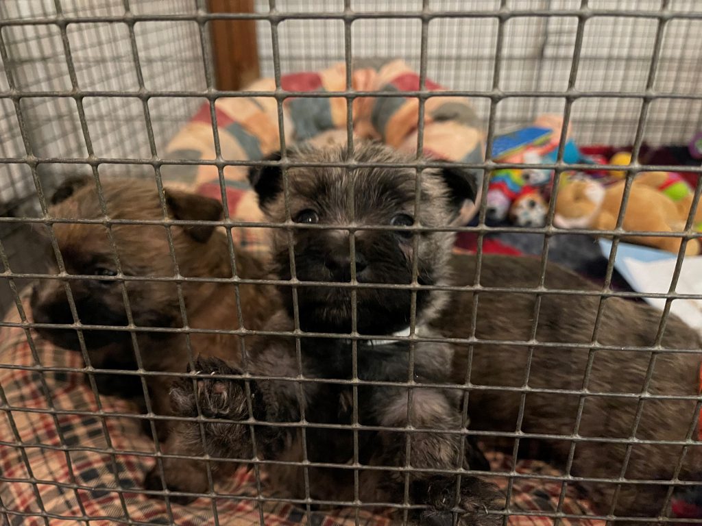 Splinterhill pups Nibb-it