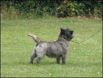 Splinterhill Cairn Terriers