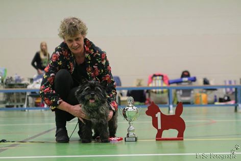 Splinterhill Cairn Terriers