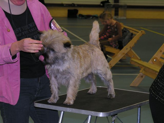Splinterhill Cairn Terriers
