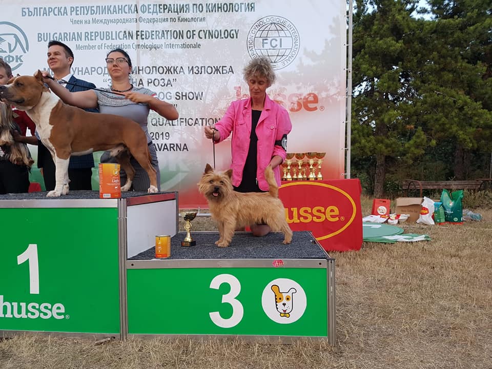 Splinterhill's Cairn Terriers Kavarna