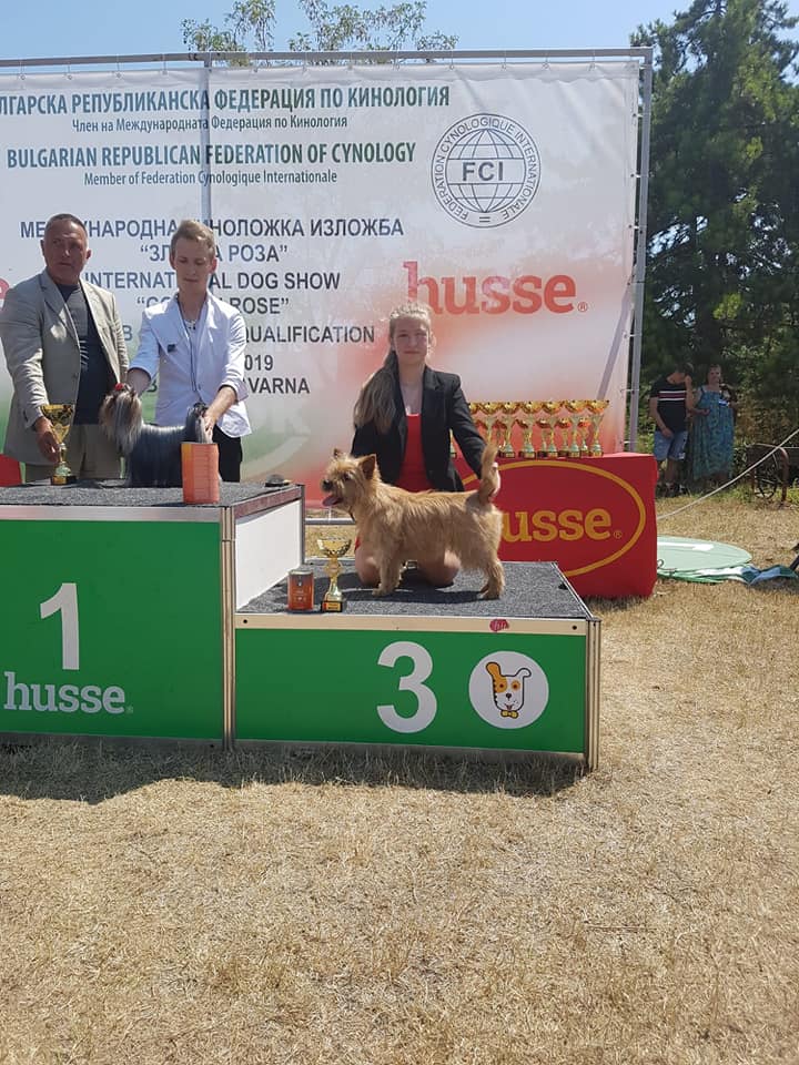 Splinterhill's Cairn Terriers Kavarna