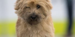 Cairn Terrier Splinterhill's Jingle Bells