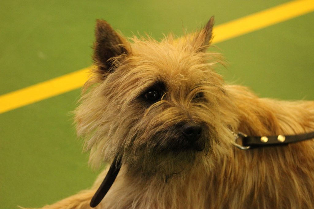 Cairn Terrier Splinterhill's Vienna