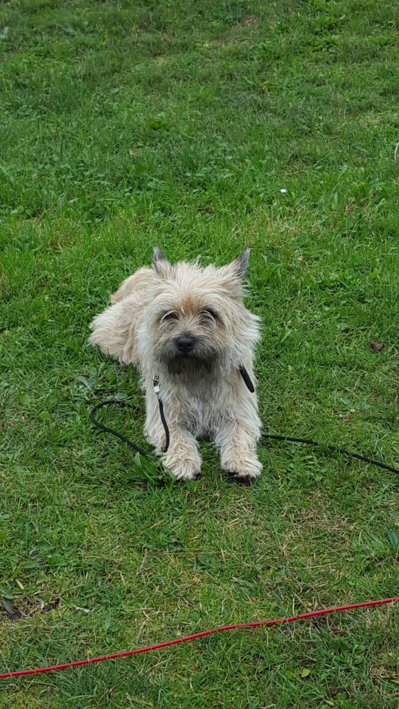 Cairn Terrier Splinterhill's Vienna