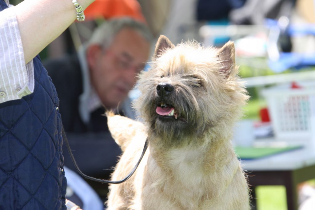 Cairn Terrier Splinterhill's Kyle Rhea