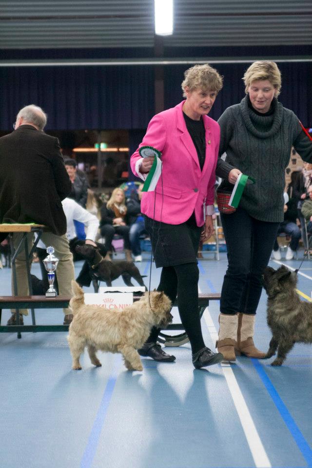 Cairn Terrier Splinterhill's Kyle Rhea
