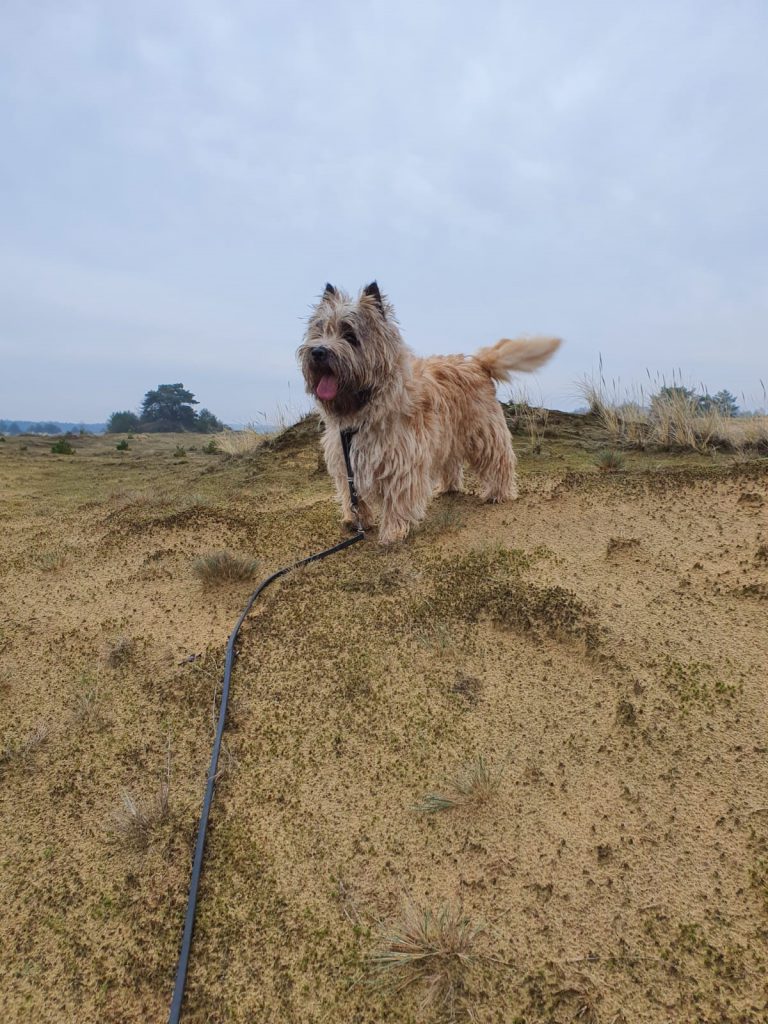 Cairn Splinterhill's Queen for Life