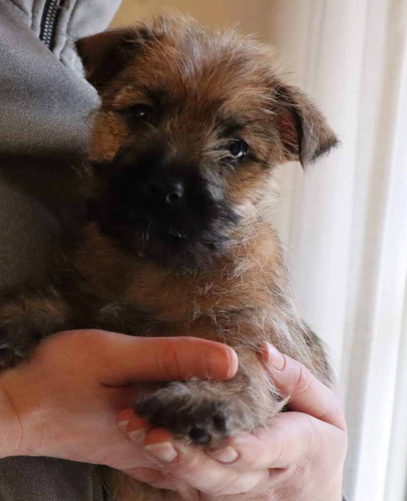 Splinterhill Cairn Terriers