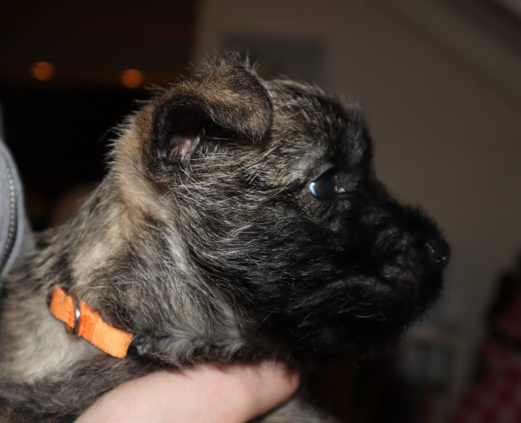 Splinterhill Cairn Terriers