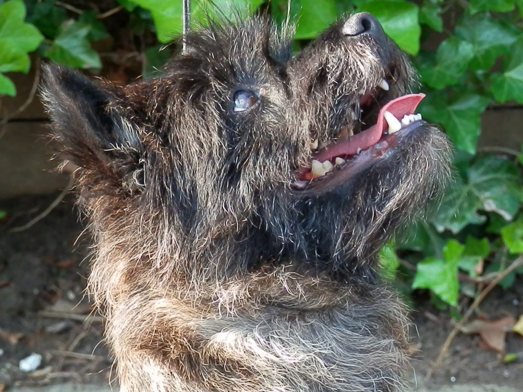 Cairn Splinterhill's Zip in Gold