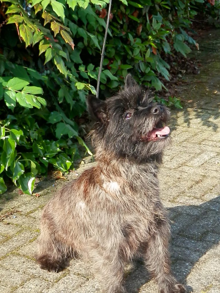 Cairn Splinterhill's Zip in Gold