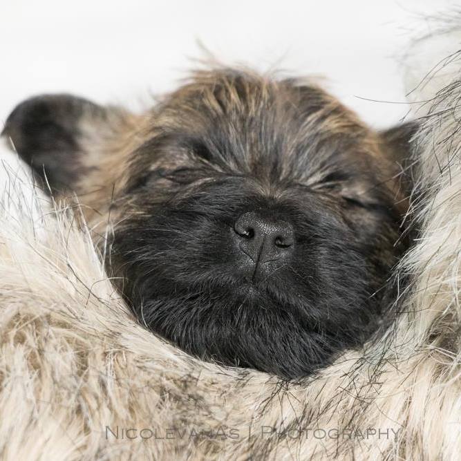 Cairn Terrier Splinterhill Ivy