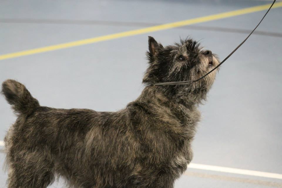 Splinterhill Cairn Terriers