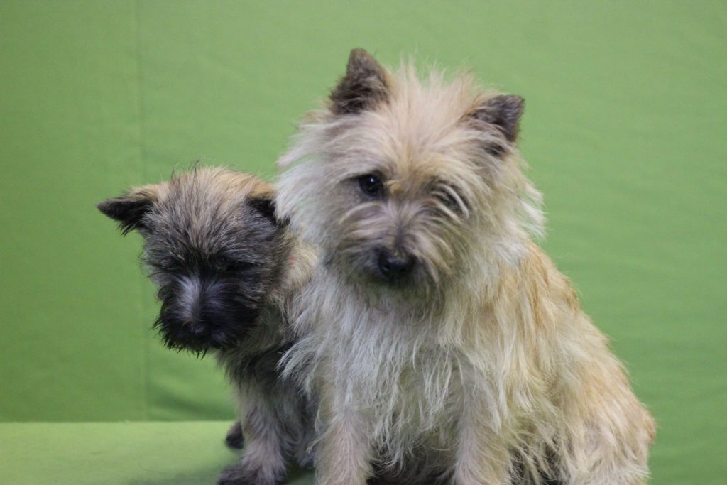 Cairn TerrierSplinterhill's Vienna met Aine