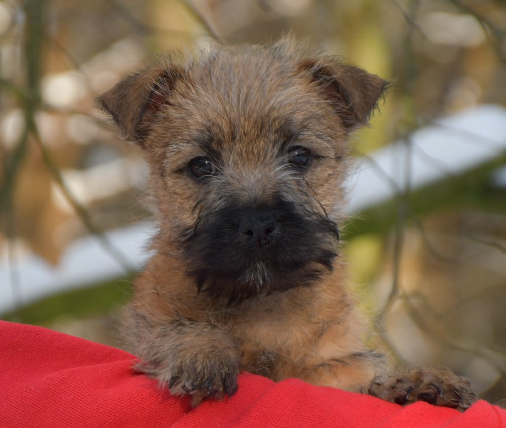 Splinterhill Cairn Terrier Out of Trouble