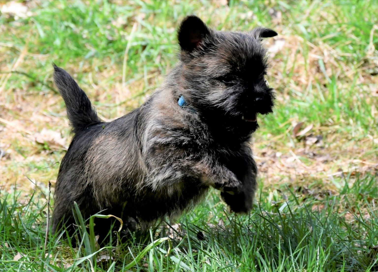 Pups Splinterhill
