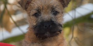 Cairn Splinterhill's Out of Trouble