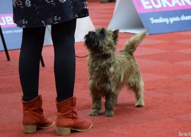 Splinterhill Cairn Jazz