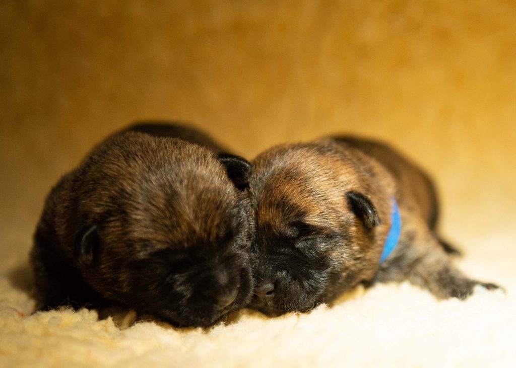 Pups Nemo