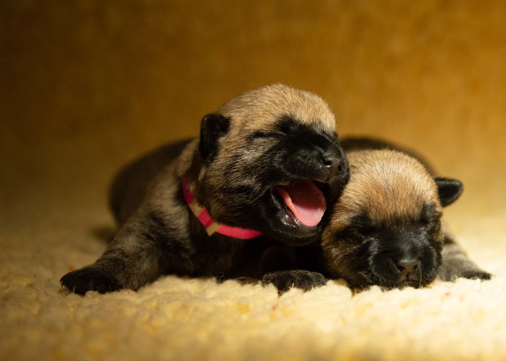 Pups Nemo