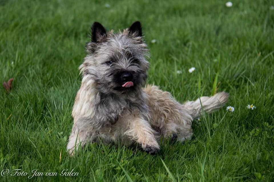 Cairn Splinterhill's Bobbit