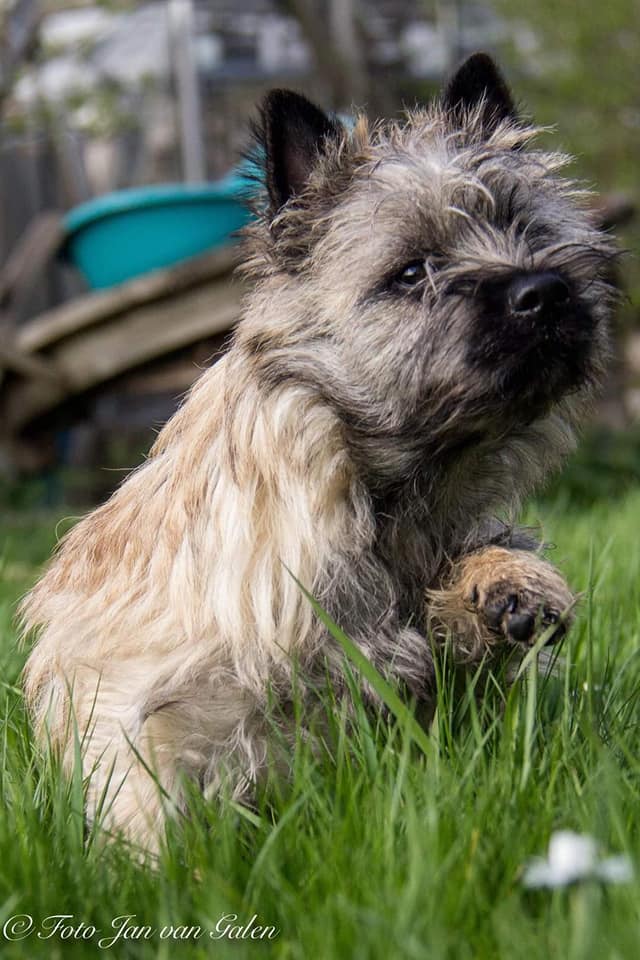 Cairn Splinterhill's Bobbit