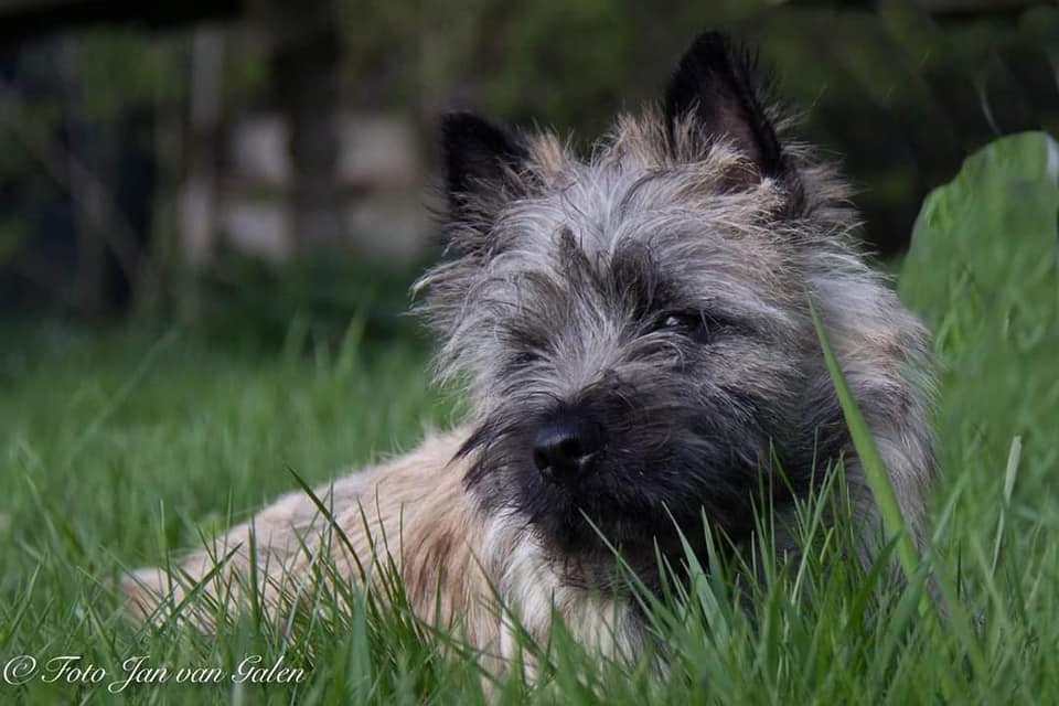 Cairn Splinterhill's Bobbit