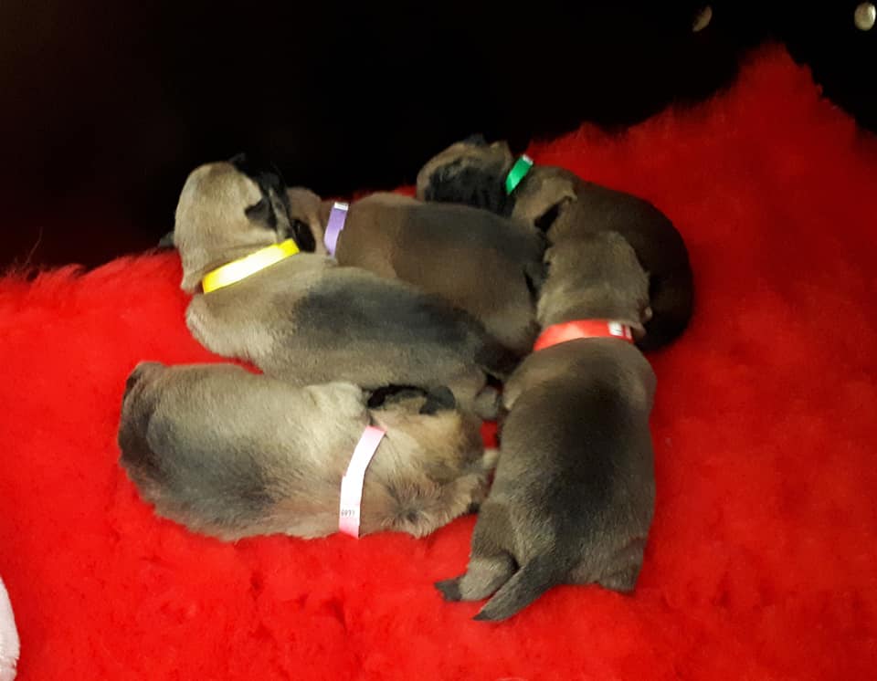 Pups Ellis