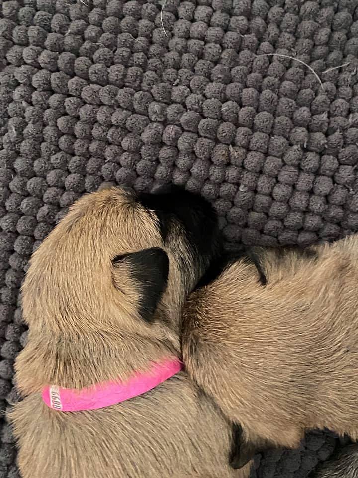 Nest Ellis - Splinterhill's en Quoymeasson's Cairn Terriers