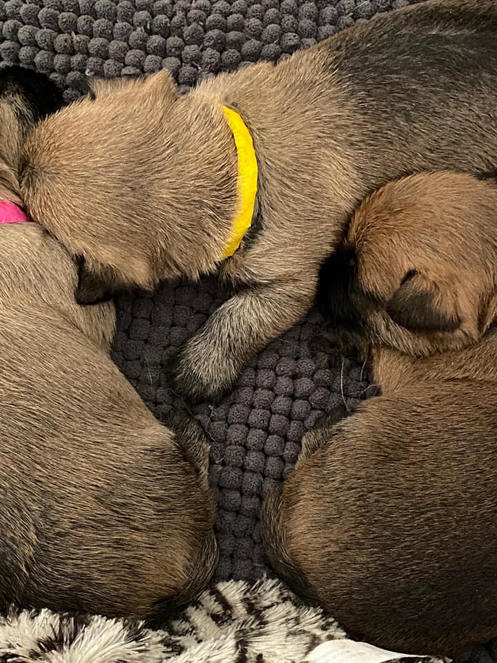 Pups Ellis bijna 3 weken oud